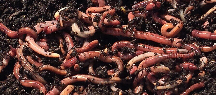 Reducing Waste With Worm Farms